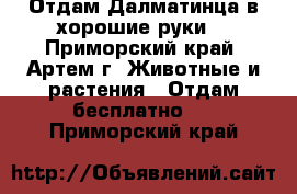 Отдам Далматинца в хорошие руки. - Приморский край, Артем г. Животные и растения » Отдам бесплатно   . Приморский край